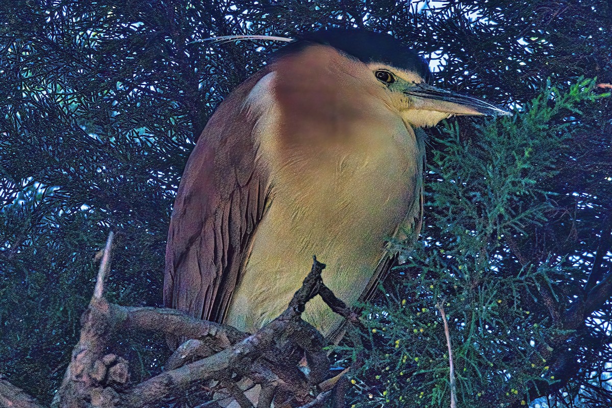 Nankeen Night Heron - ML620735429