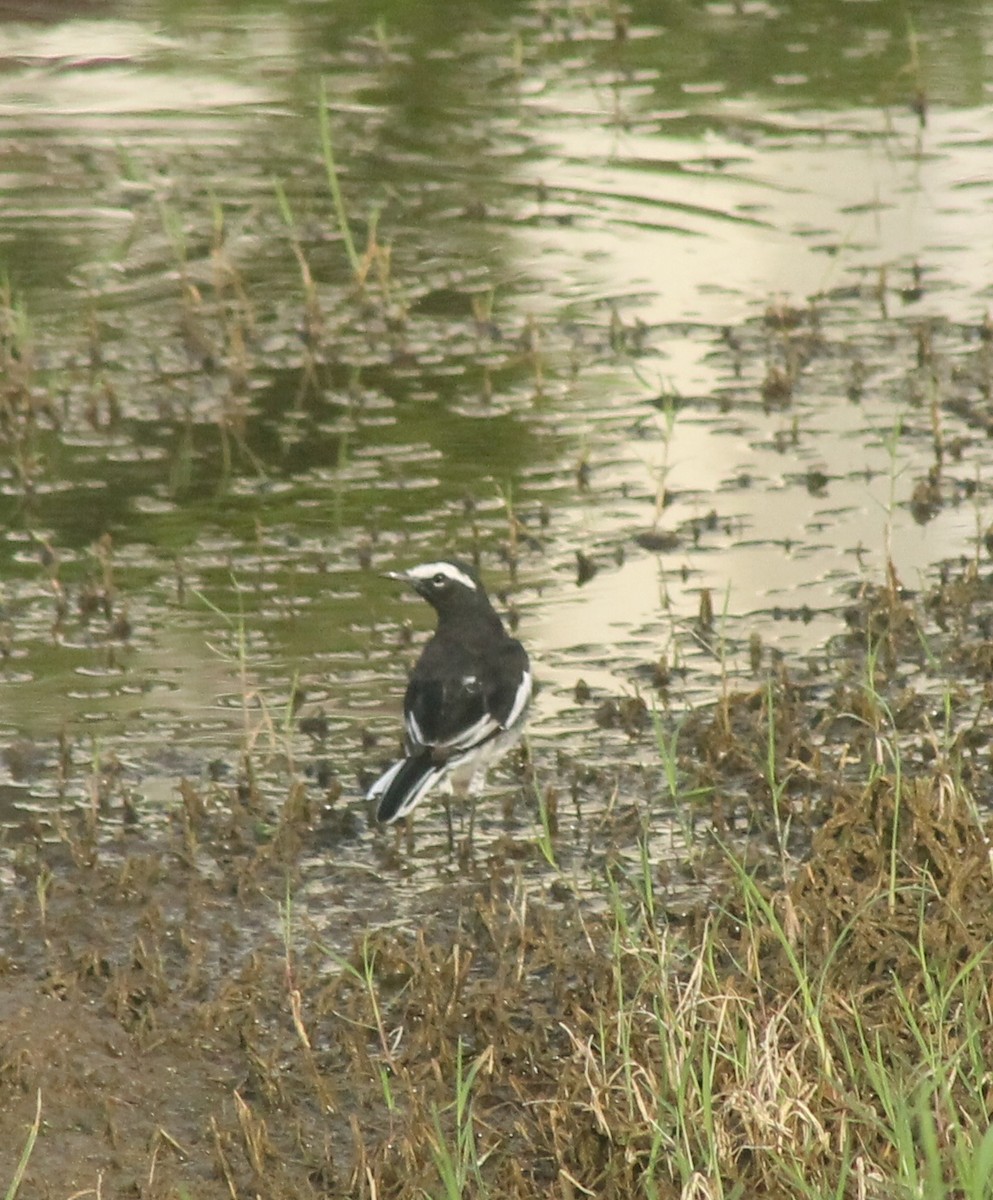 White-browed Wagtail - ML620735430