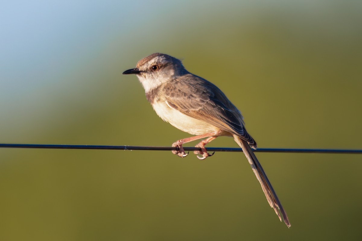 Black-chested Prinia - ML620735431