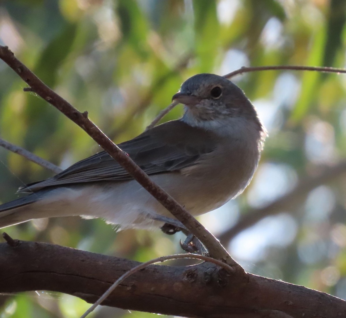 Gray Shrikethrush - ML620735432