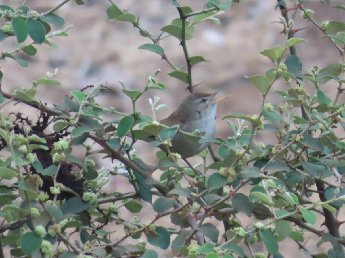 Blyth's Reed Warbler - ML620735436