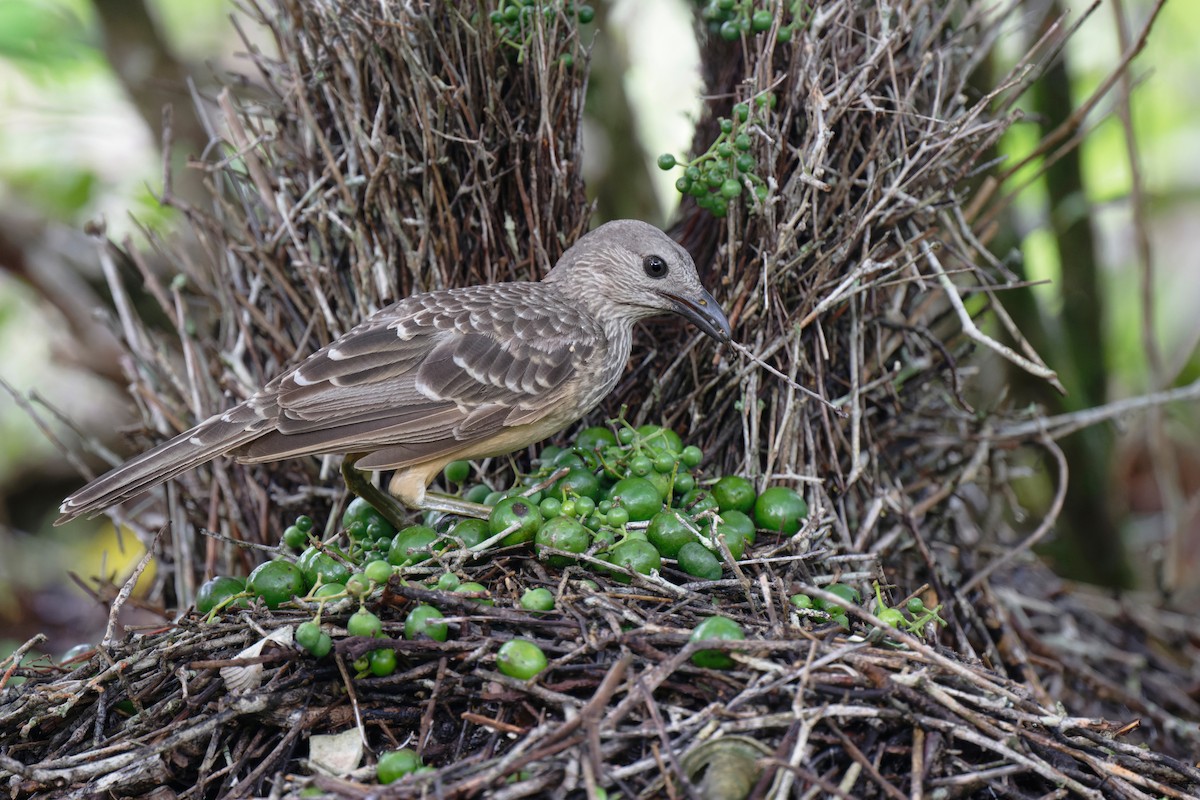 Fawn-breasted Bowerbird - ML620735438