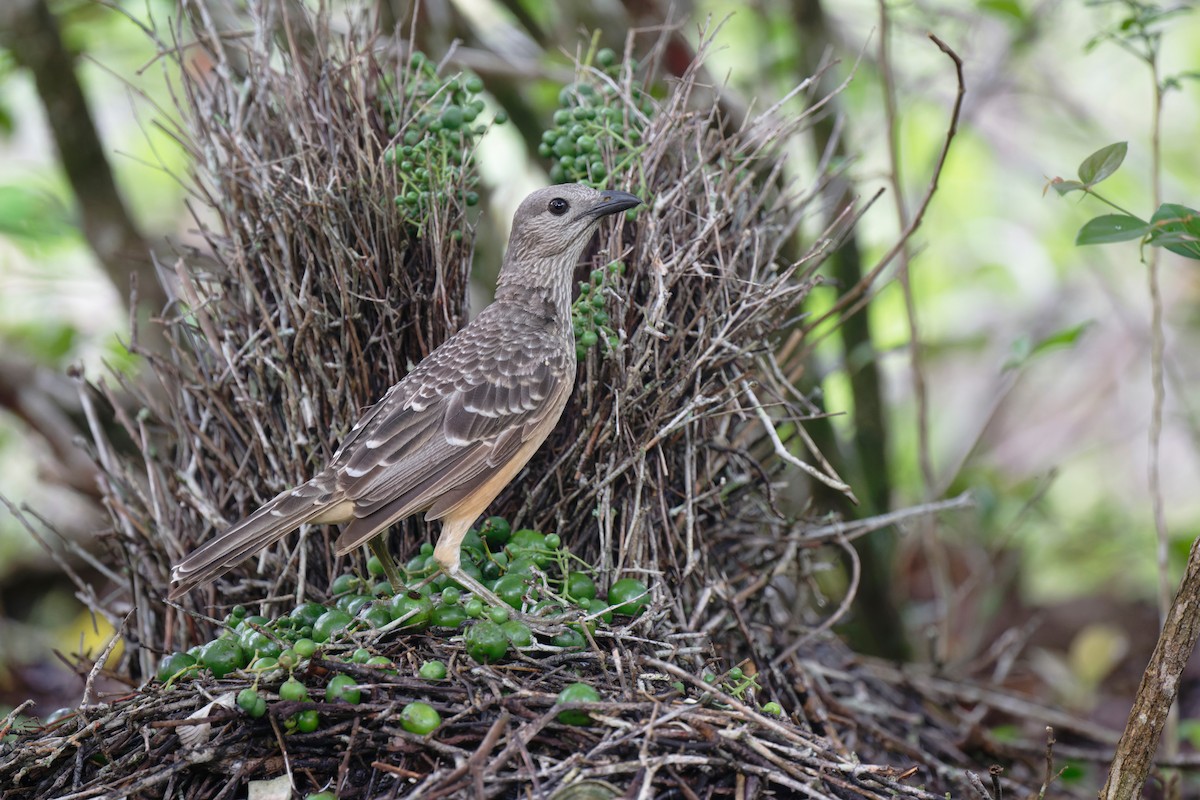 Fawn-breasted Bowerbird - ML620735439