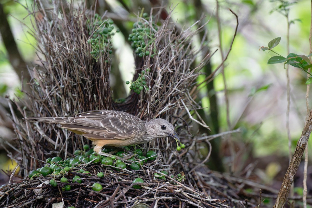 Fawn-breasted Bowerbird - ML620735440