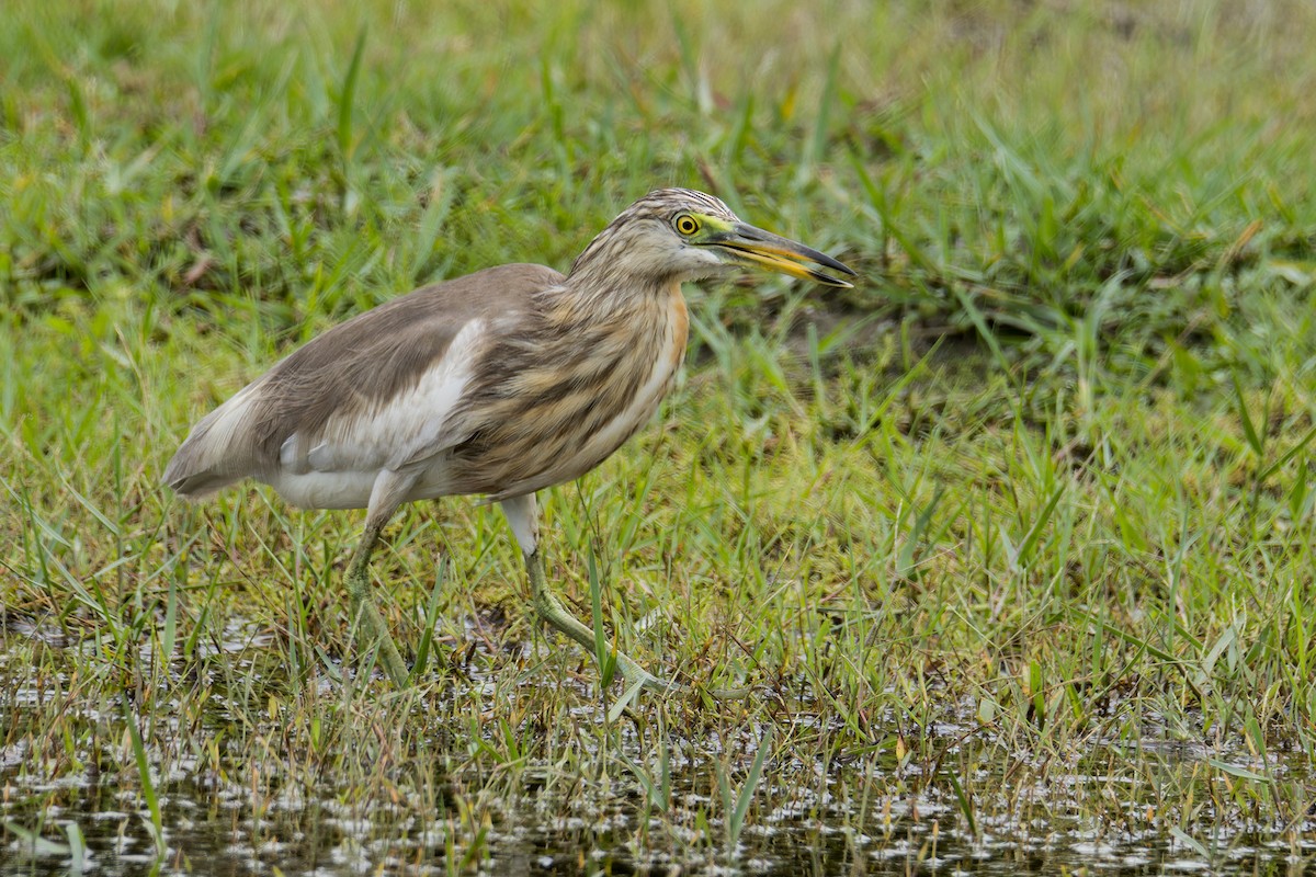 Javan Pond-Heron - ML620735441