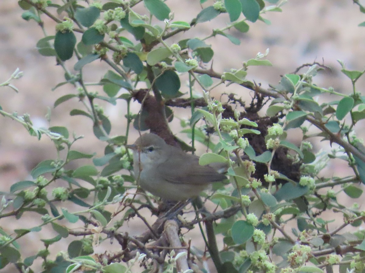 Blyth's Reed Warbler - ML620735442