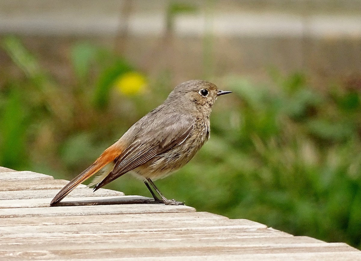 Black Redstart - ML620735443