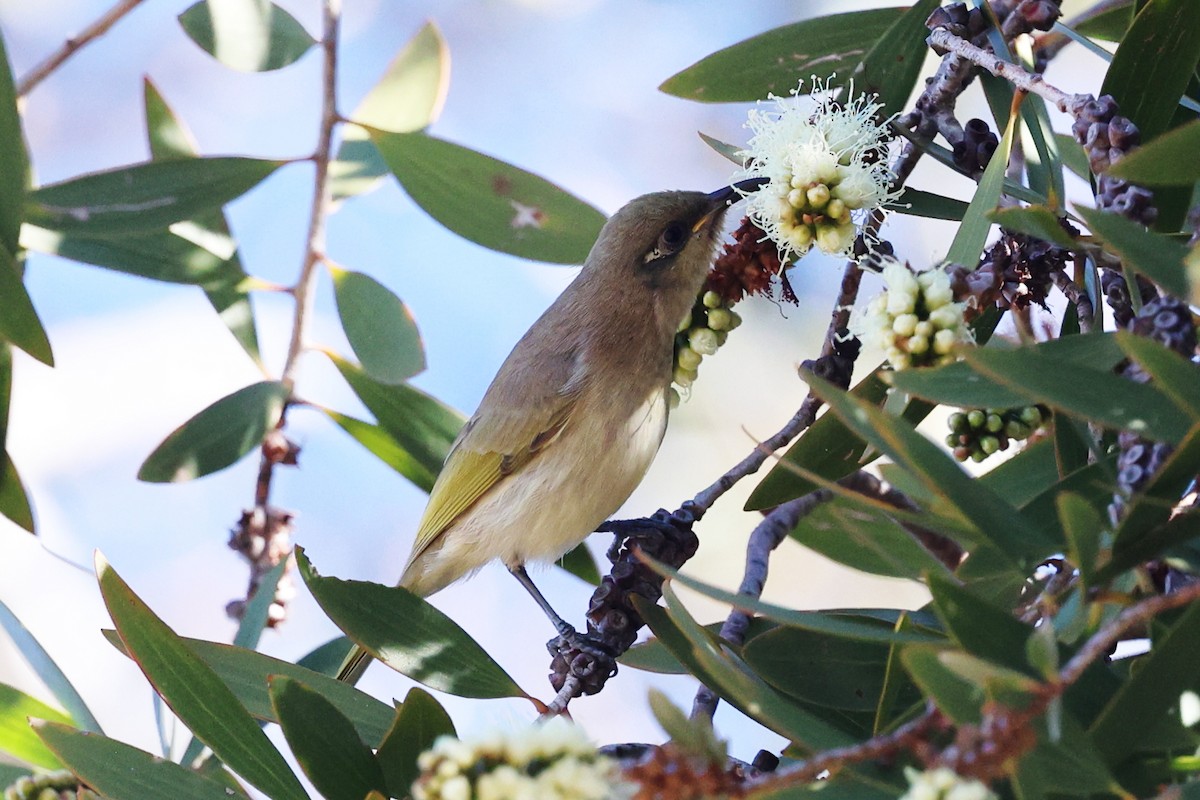 Brown Honeyeater - ML620735445