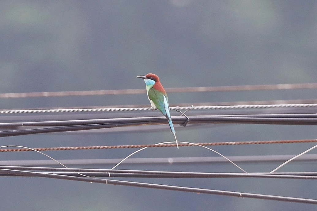 Blue-throated Bee-eater - ML620735446