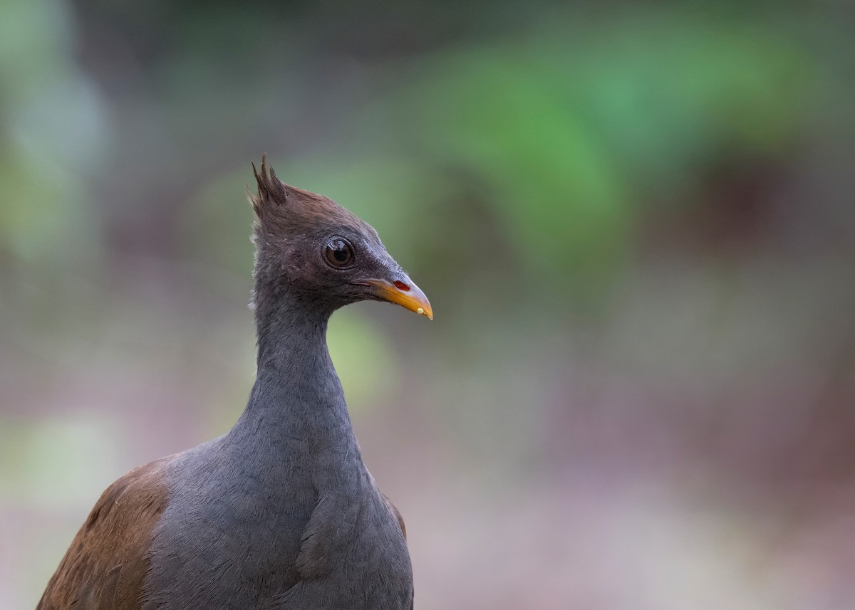 Orange-footed Megapode - ML620735447