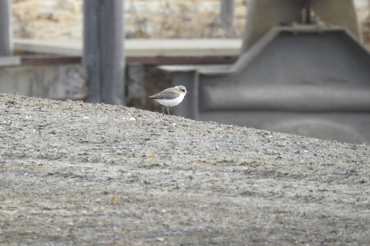 Kentish Plover - ML620735448