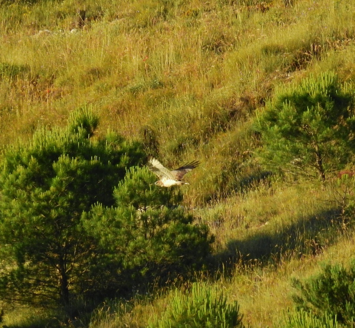 Short-toed Snake-Eagle - ML620735453