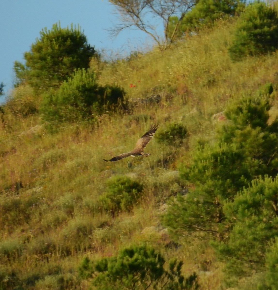 Short-toed Snake-Eagle - ML620735454