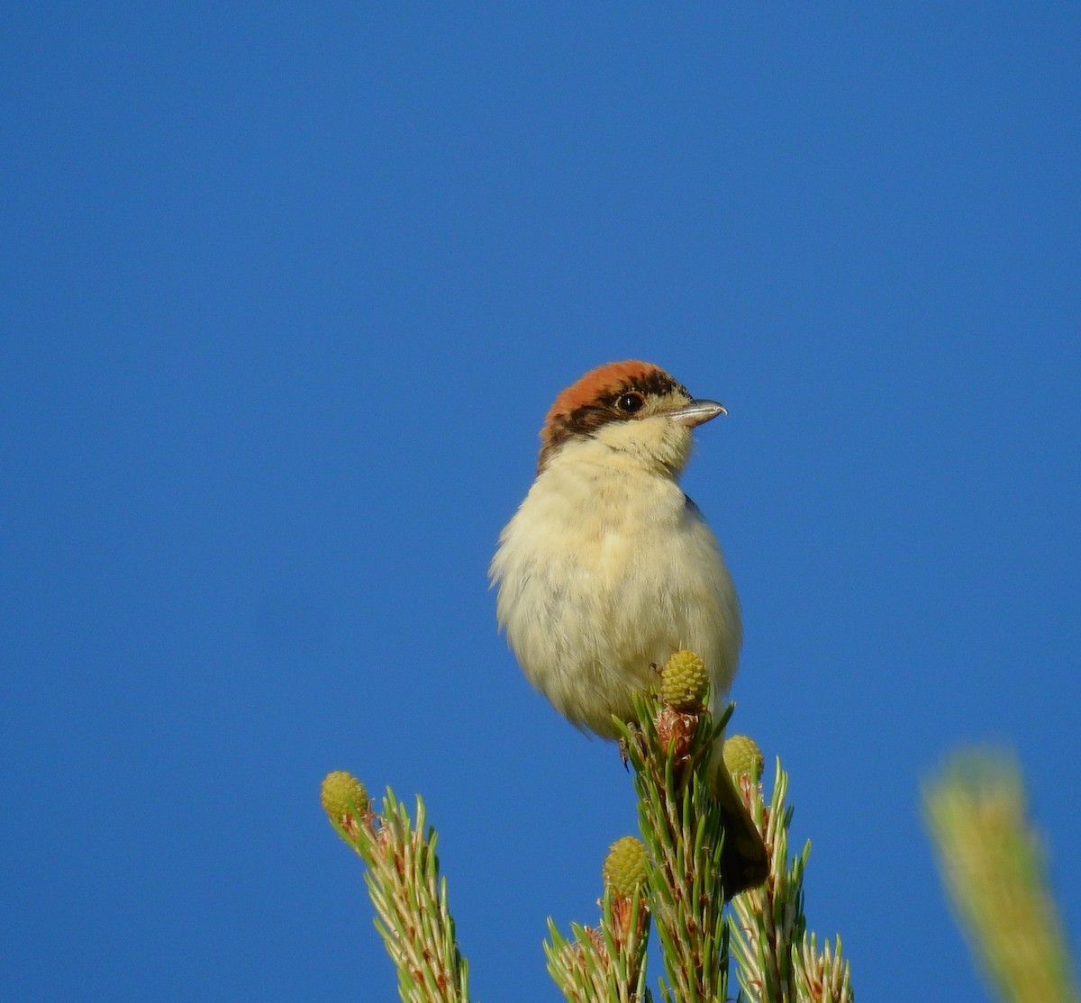 Woodchat Shrike - Fernando T Rico