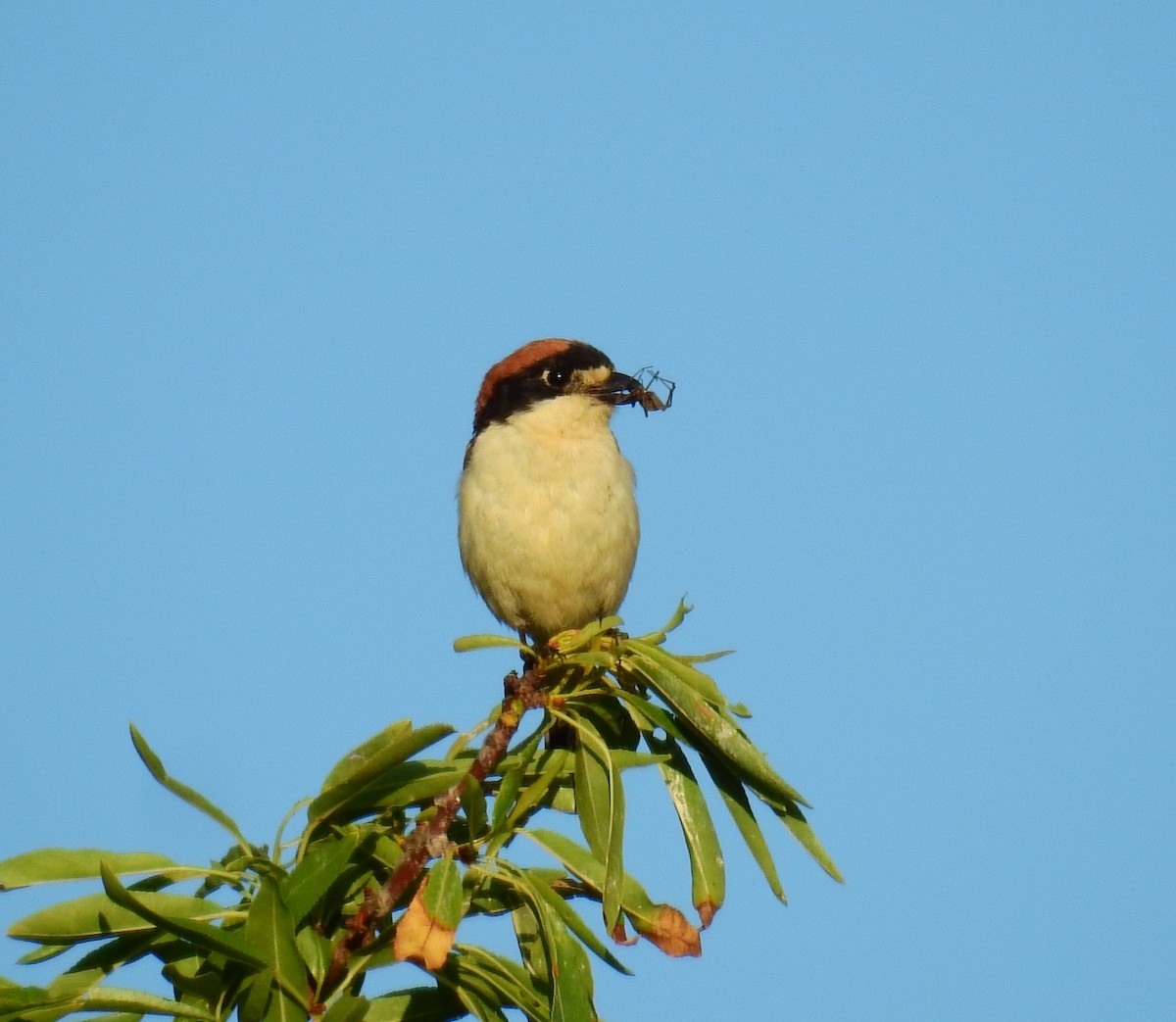 Woodchat Shrike - ML620735456