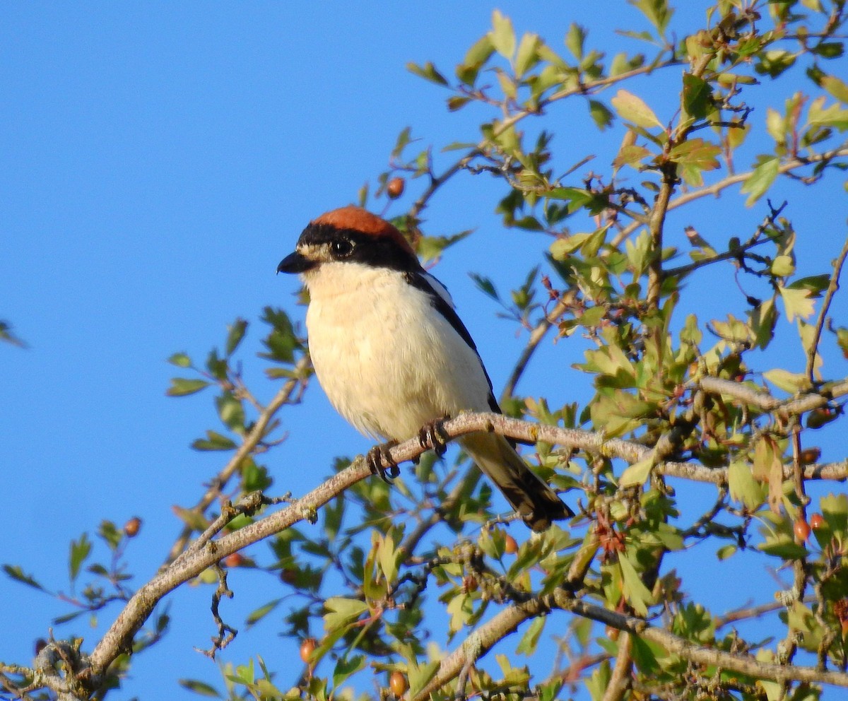 Woodchat Shrike - ML620735457