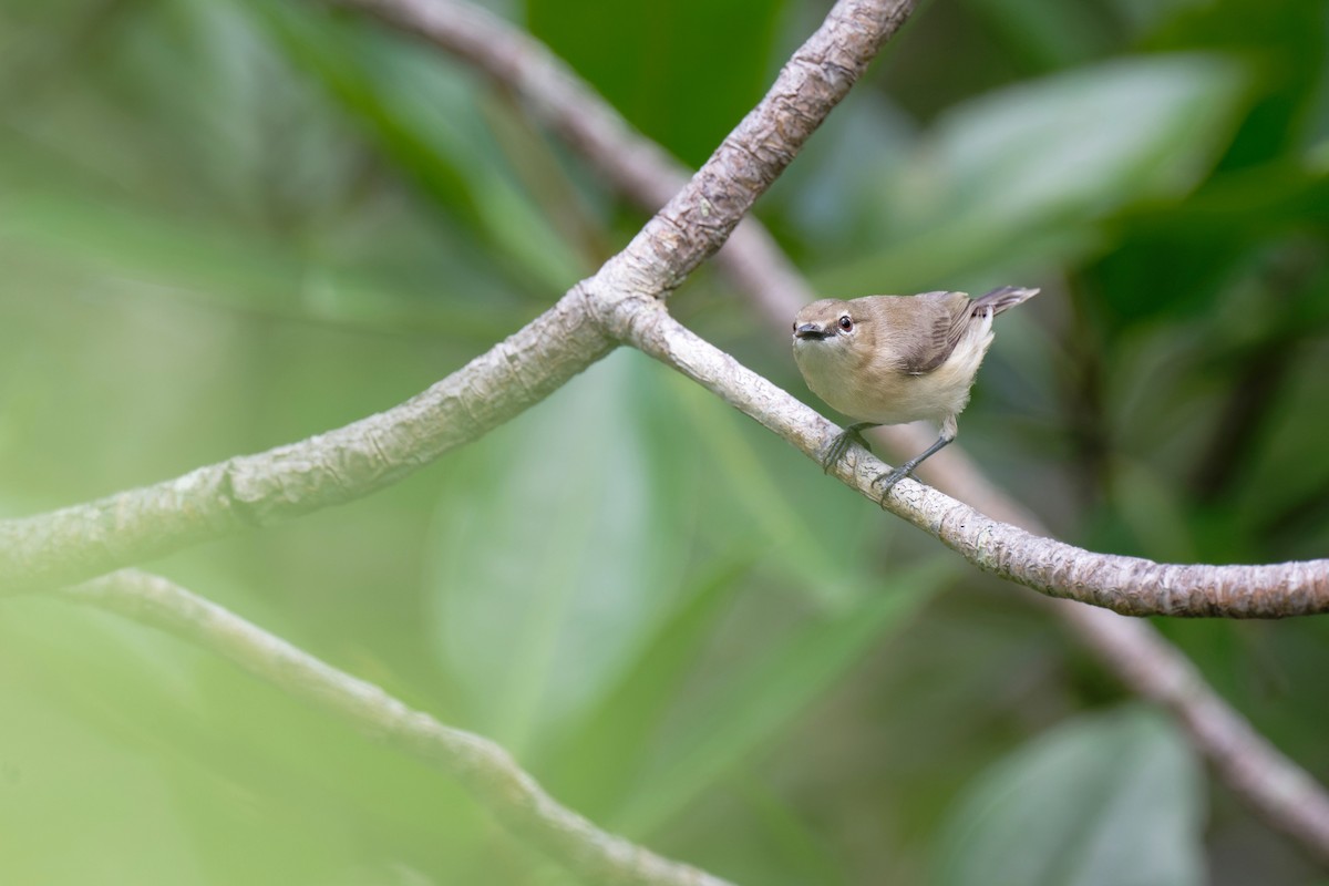 Large-billed Gerygone - ML620735458