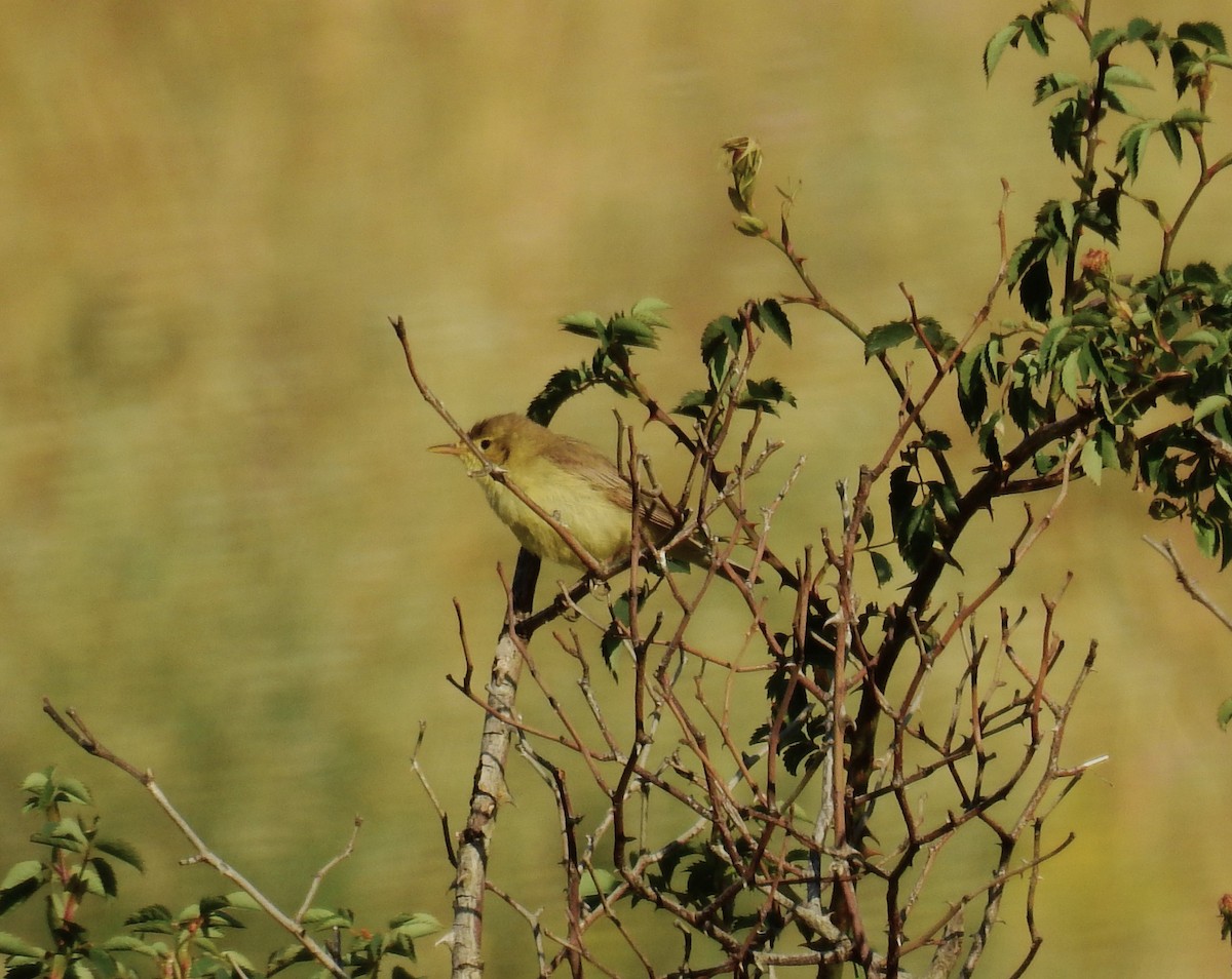 Melodious Warbler - Fernando T Rico