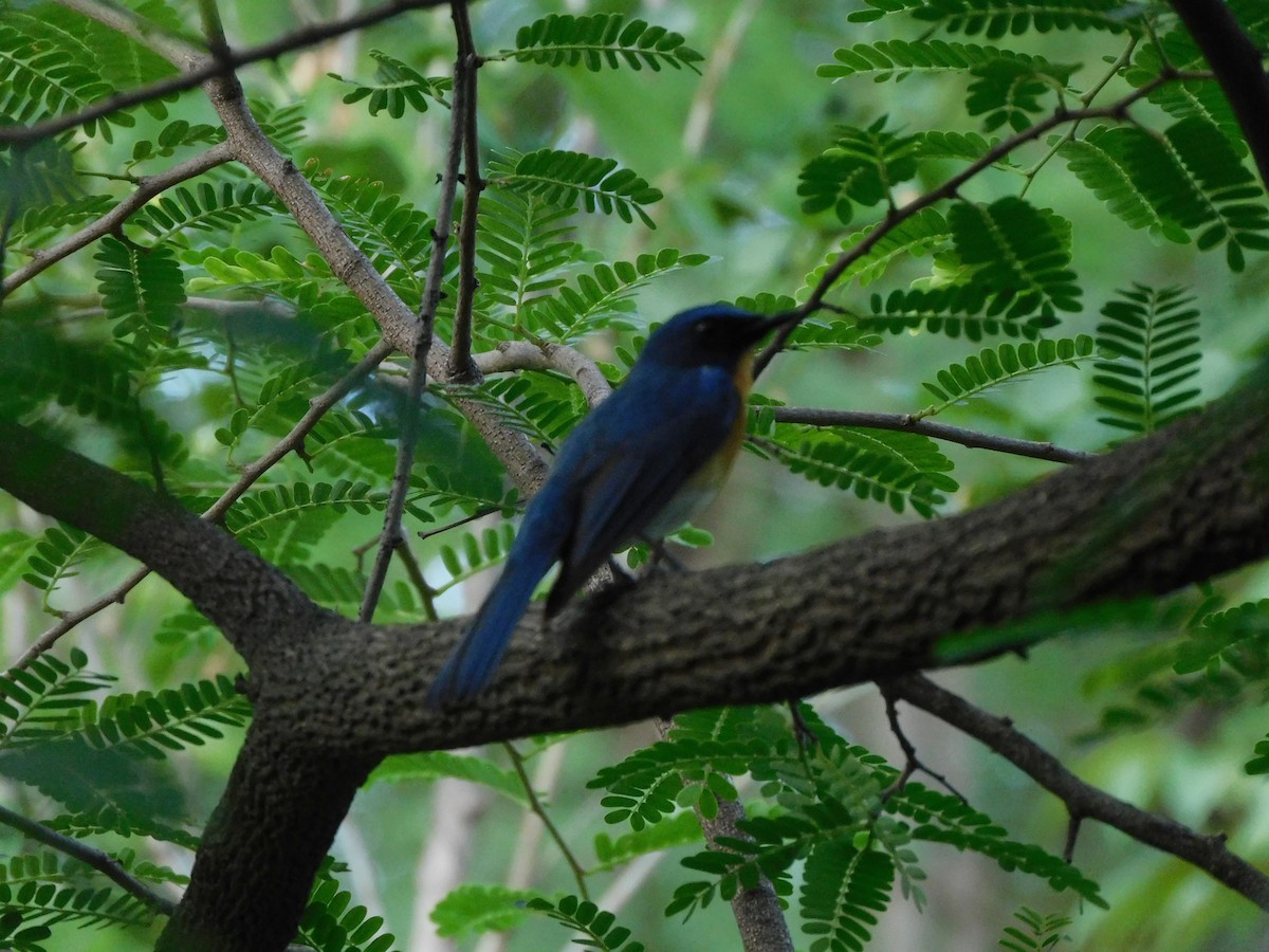 Tickell's Blue Flycatcher - ML620735467