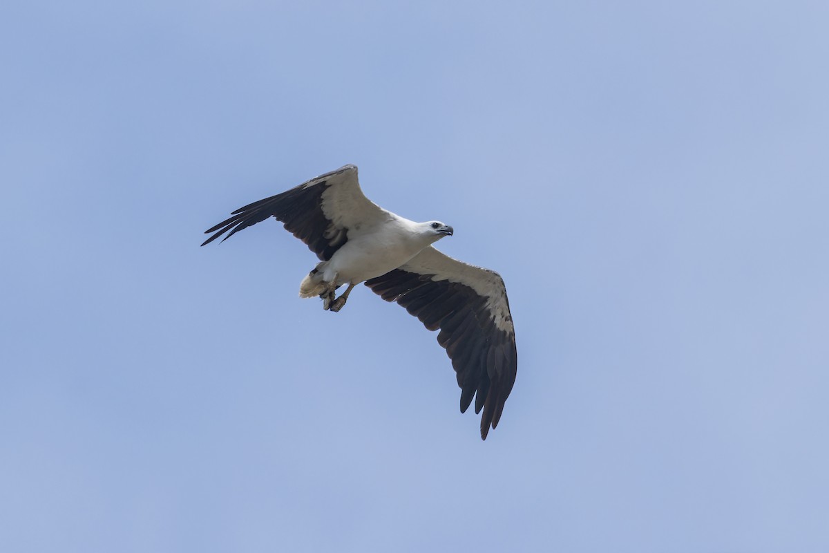 White-bellied Sea-Eagle - ML620735468