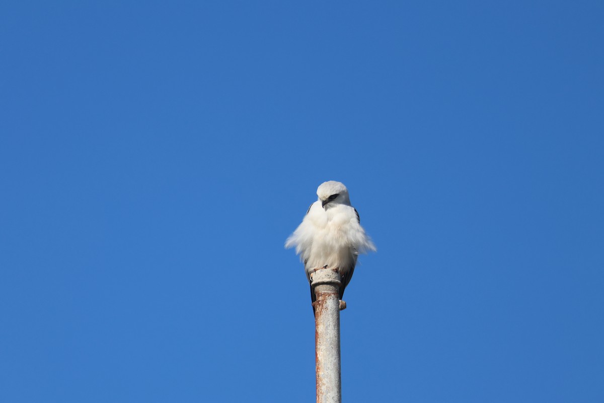 Black-shouldered Kite - ML620735469