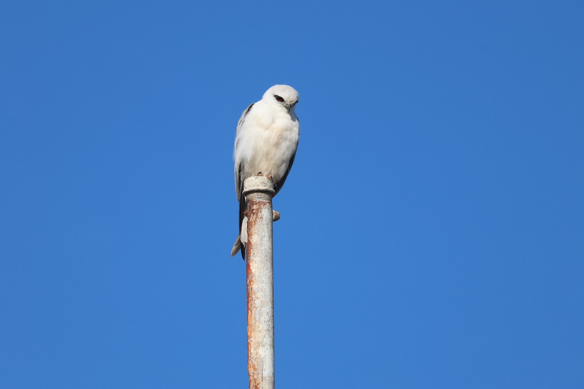 Black-shouldered Kite - ML620735470