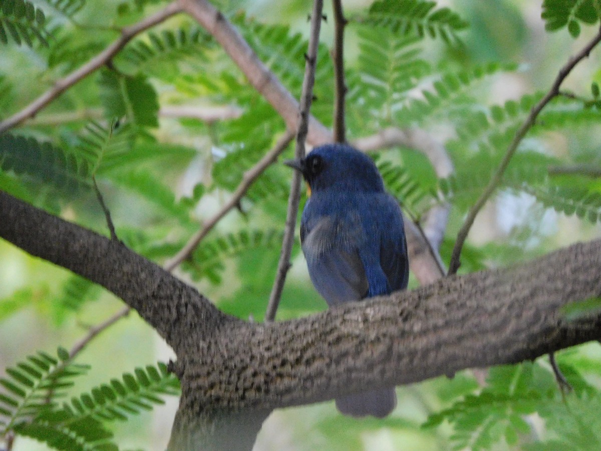 Tickell's Blue Flycatcher - ML620735471