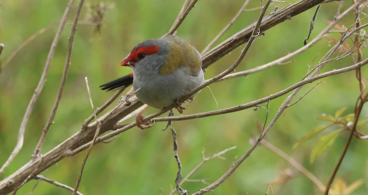 Red-browed Firetail - ML620735473