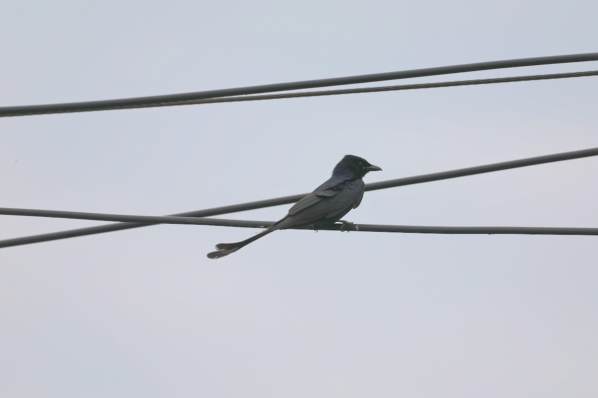 svartdrongo - ML620735474