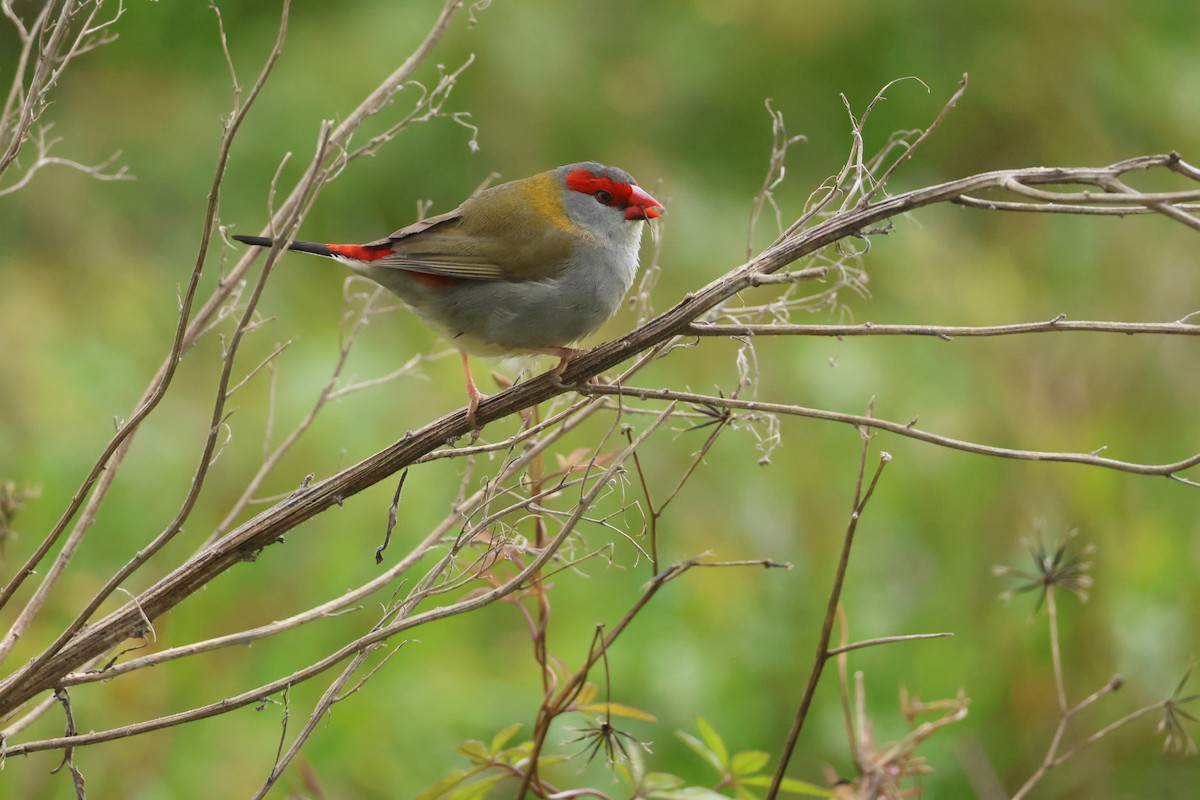 Red-browed Firetail - ML620735475