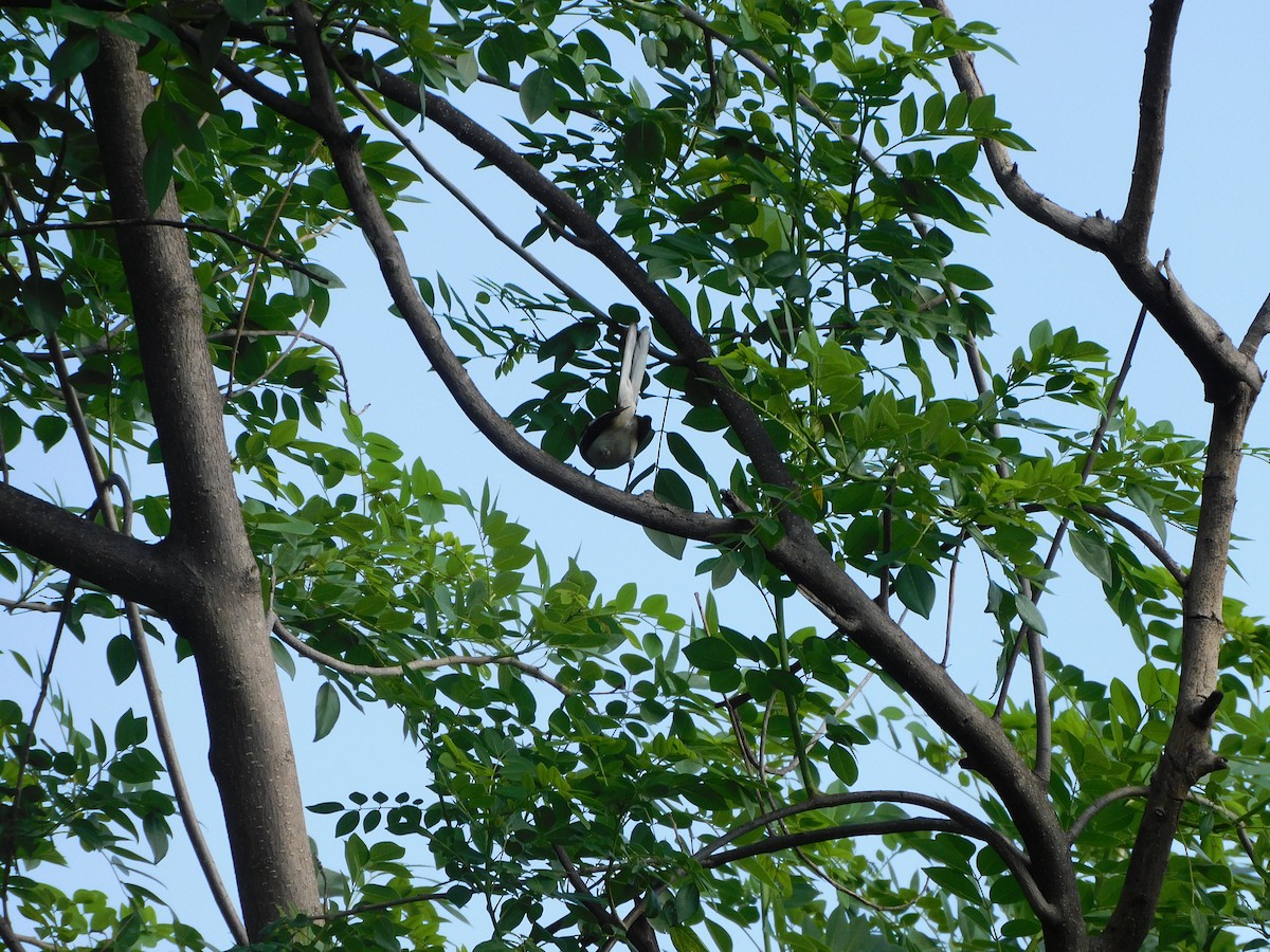 Oriental Magpie-Robin - ML620735477