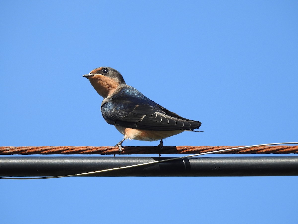 Barn Swallow - ML620735479