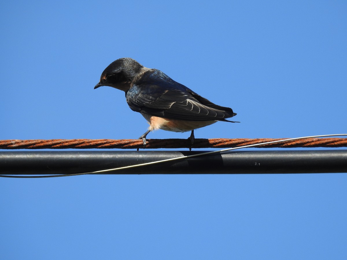 Golondrina Común - ML620735480