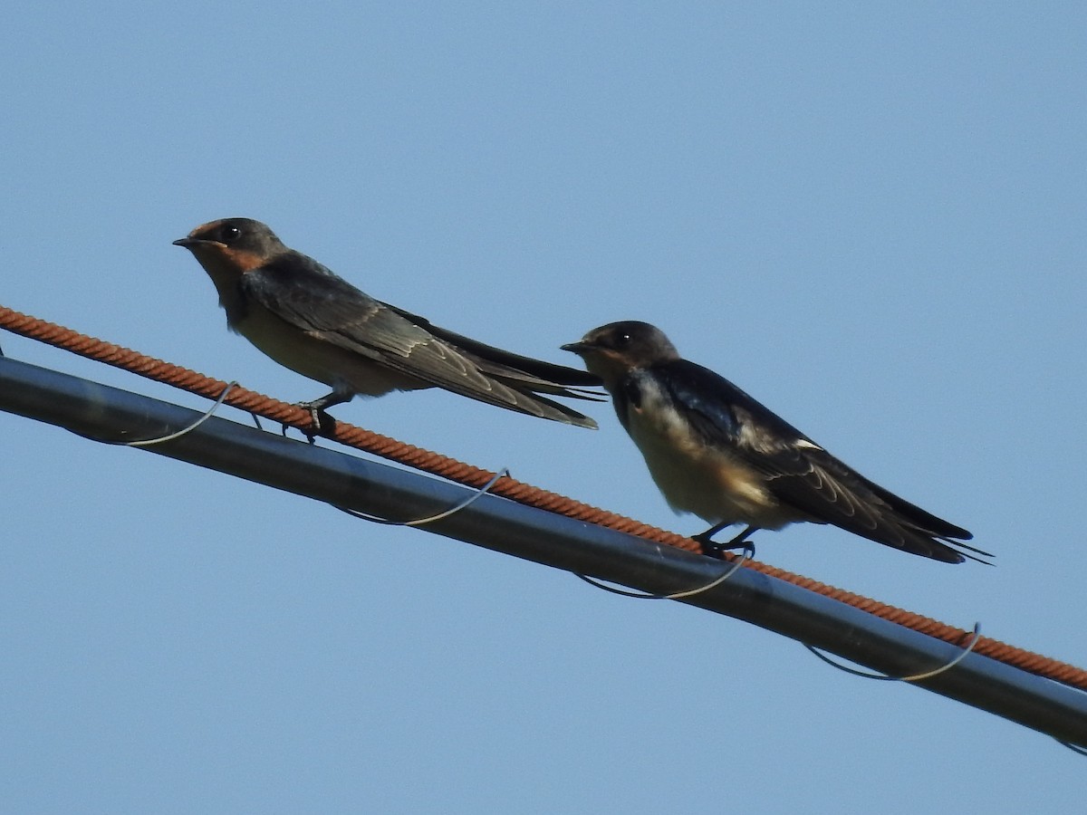 Golondrina Común - ML620735481