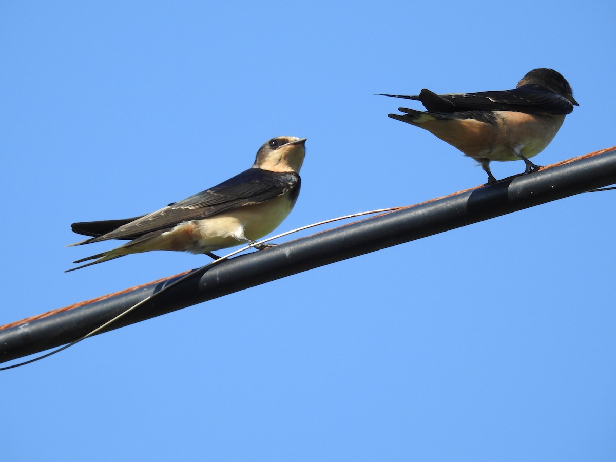 Barn Swallow - ML620735482