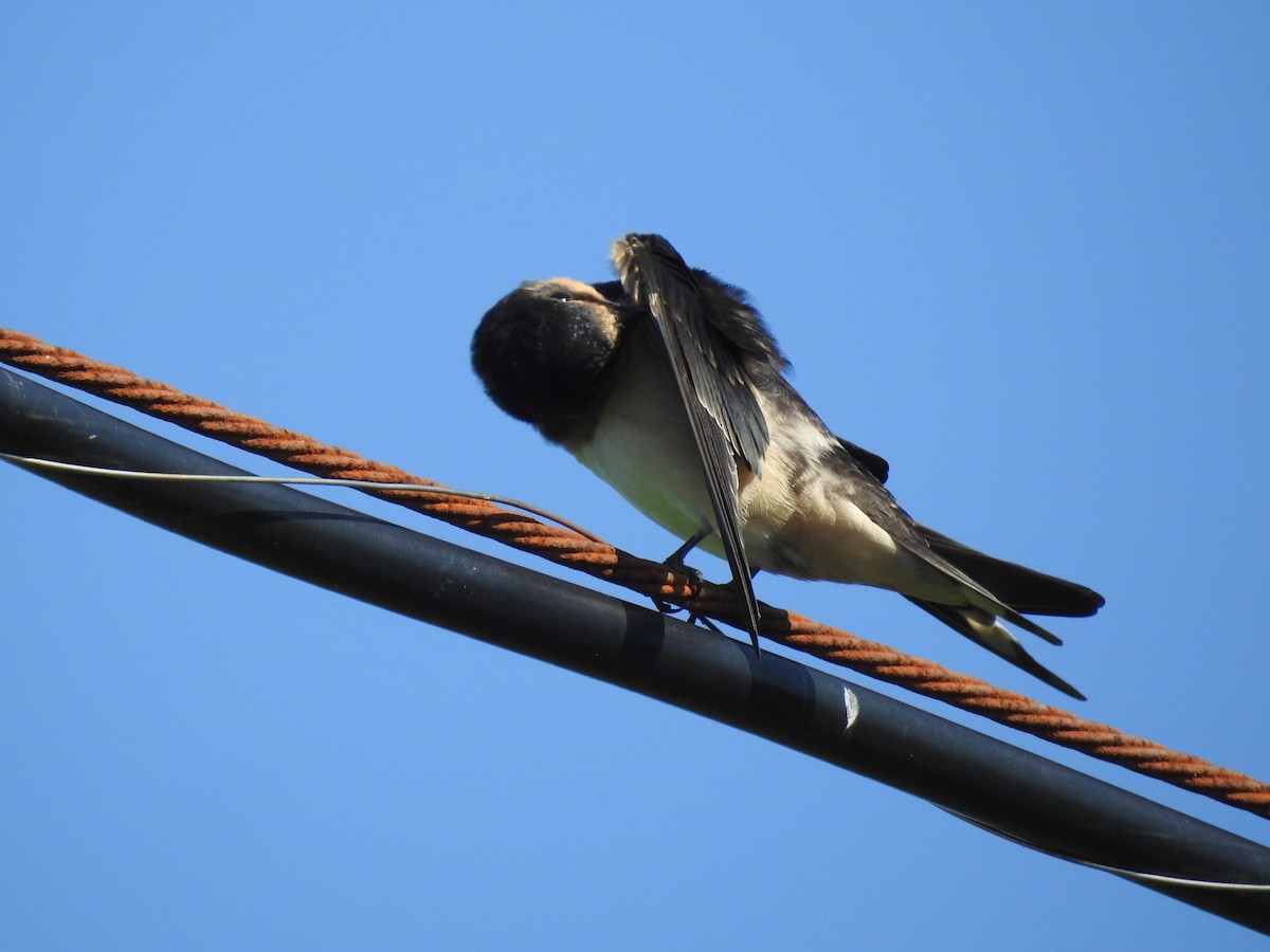 Barn Swallow - ML620735483