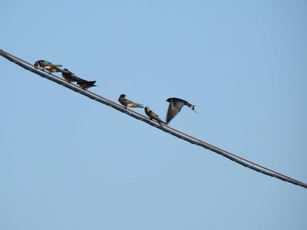 Barn Swallow - ML620735484