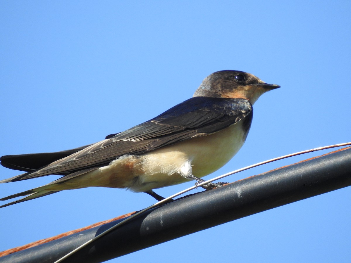 Barn Swallow - Laura Mae