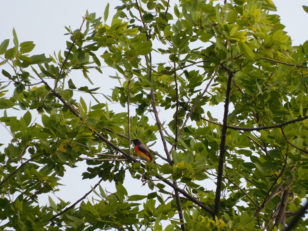 Minivet Chico - ML620735490