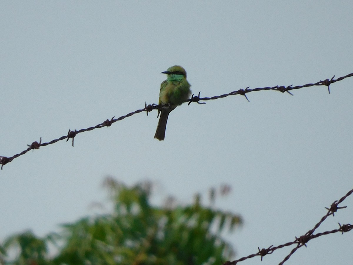 Asian Green Bee-eater - ML620735491