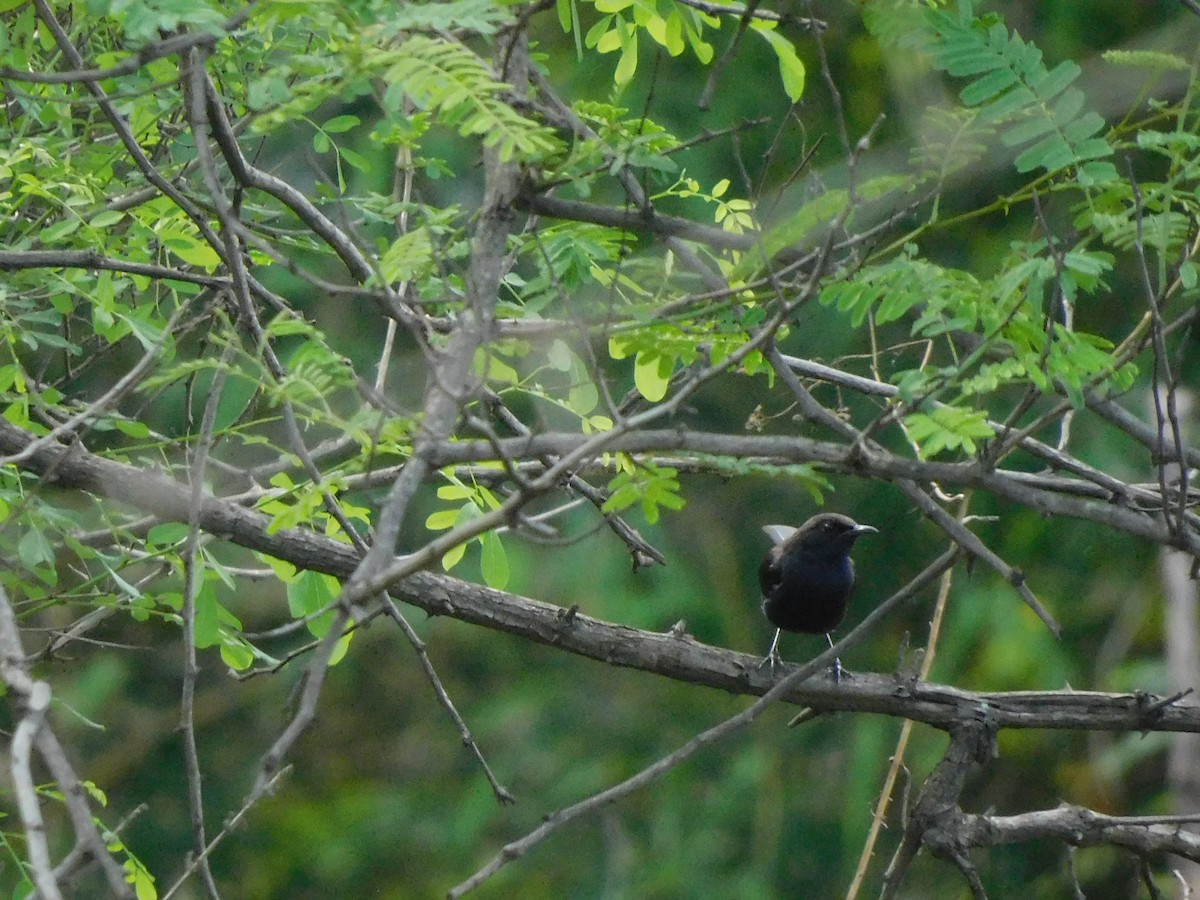 Indian Robin - ML620735493