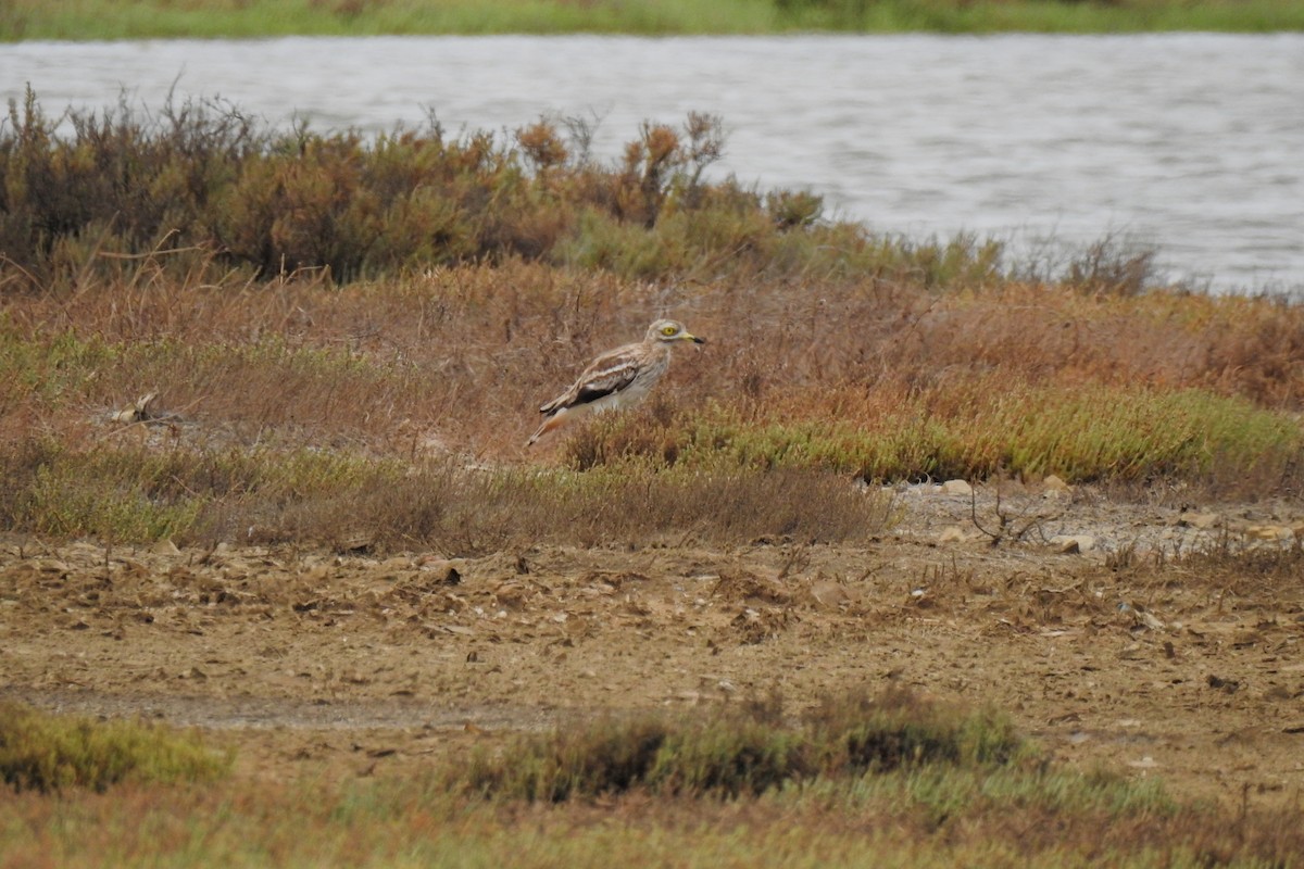 Eurasian Thick-knee - ML620735495