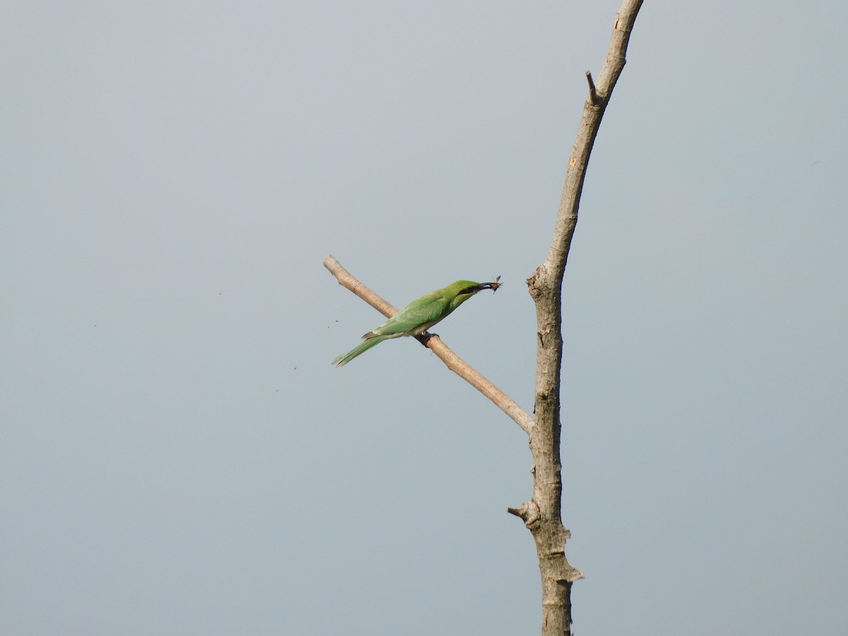 Asian Green Bee-eater - ML620735496