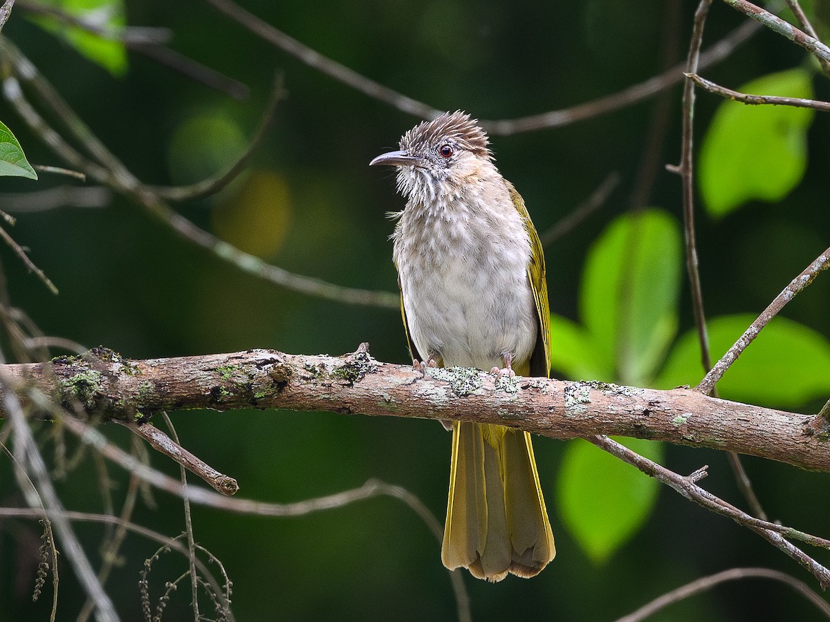 Mountain Bulbul - ML620735497