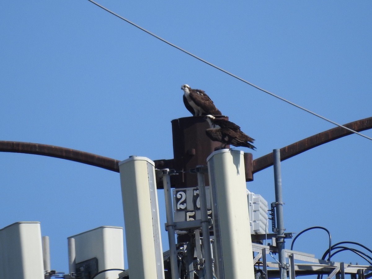 Águila Pescadora - ML620735498