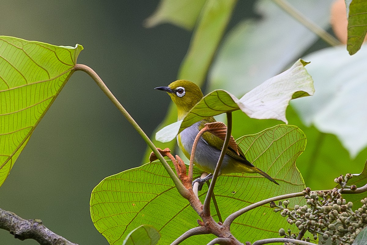 Hume's White-eye - ML620735500