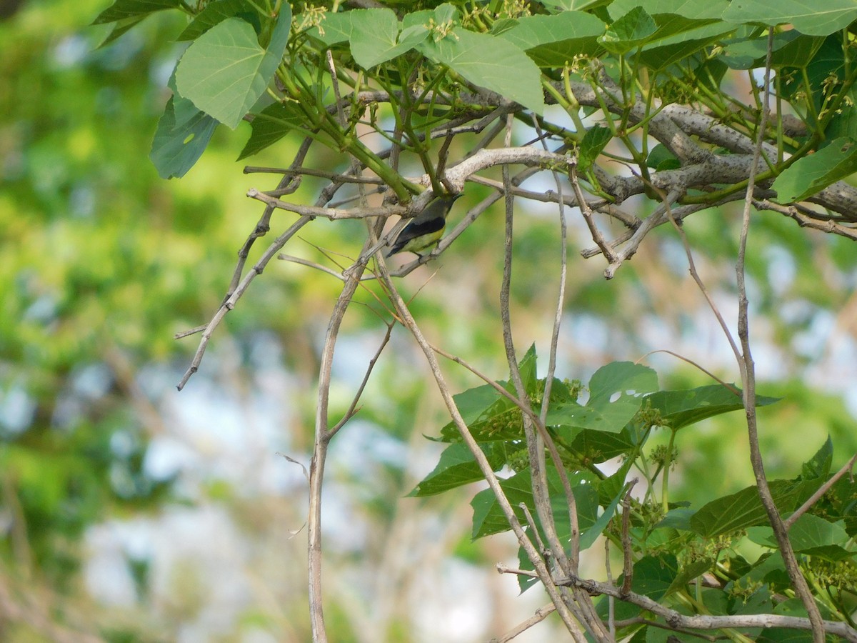 Purple-rumped Sunbird - ML620735501