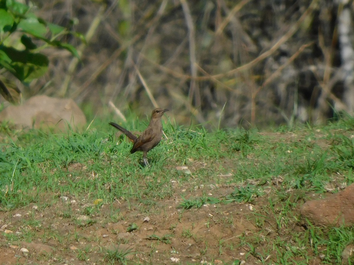 Indian Robin - ML620735502