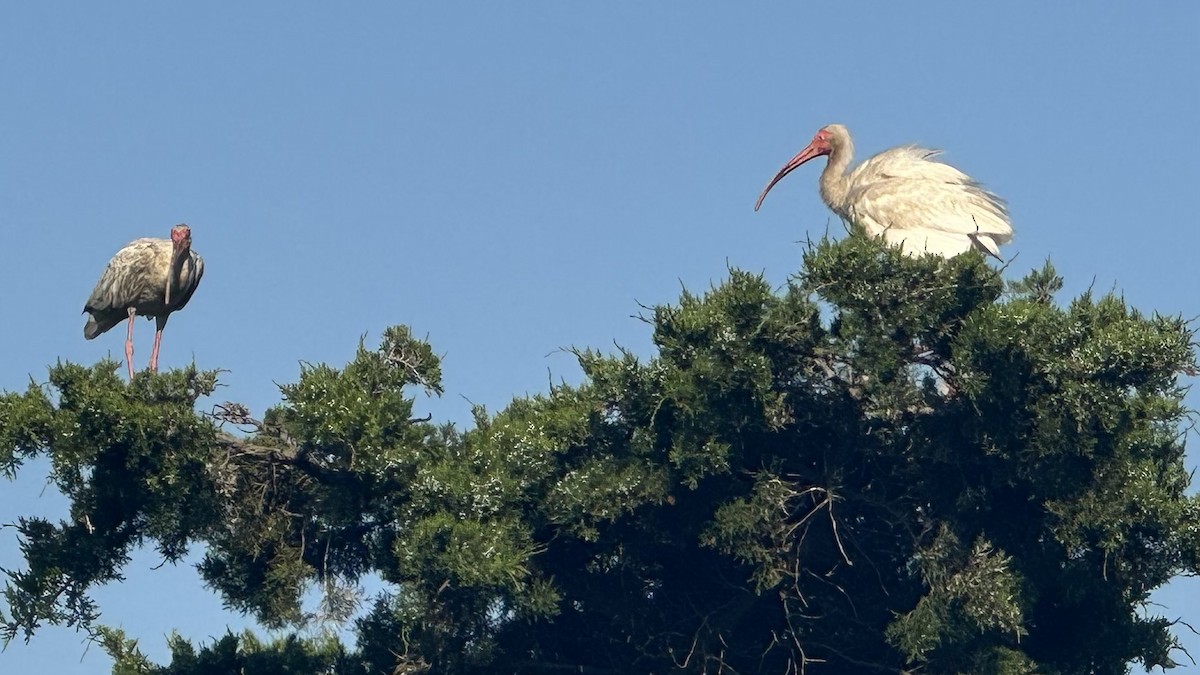 White Ibis - ML620735503