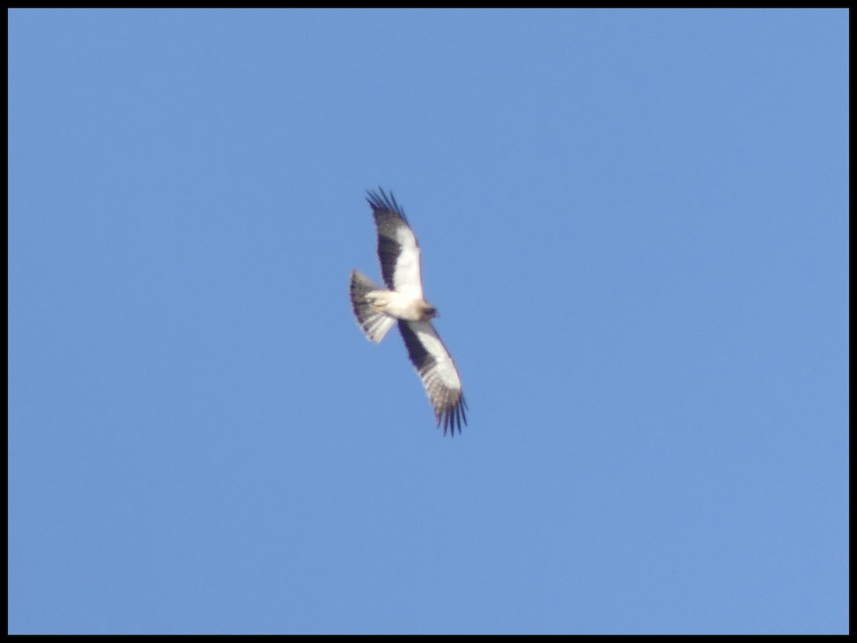 Booted Eagle - ML620735504